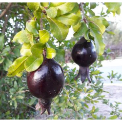 الرمان - رمان اسود 50 - 70 سم  الرمان - رمان اسود 50 - 70 سم