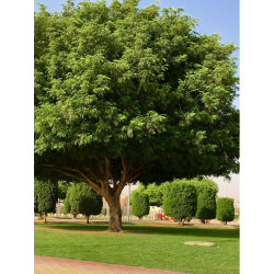 اللبخ - لبخ كيس 