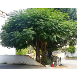 زنزلخت 150 -180 سم  زنزلخت 150 -180 سم