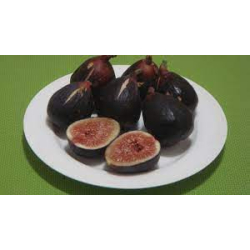 التين - تين بلاك مشن 20 - 50 سم