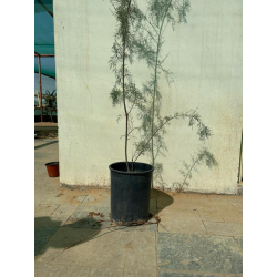طرفة 80 - 100 سم طرفة 80 - 100 سم