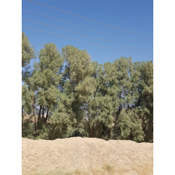 الاثل - اثل بلدي 60 - 80 سم الاثل - اثل بلدي 60 - 80 سم