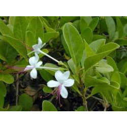 الياسمين - ياسمين زفر 80 - 120سم الياسمين - ياسمين زفر 80 - 120سم