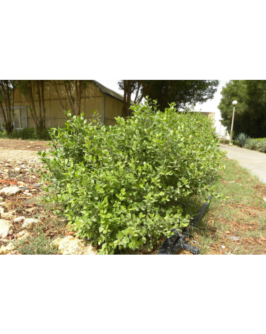 حنا بلدي كيس حنا بلدي كيس