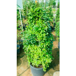 كرمونيا هرمي 80 - 90 سم كرمونيا هرمي 80 - 90 سم