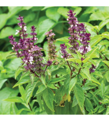 ريحان ايطالي مركن 9 