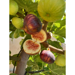 التين - تين منقاوي 60 - 80 سم