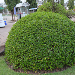 كرمونيا كروي 50 - 60سم  كرمونيا كروي 50 - 60سم