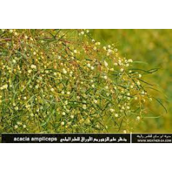 طلح ملحي 10 - 20 سم  طلح ملحي 10 - 20 سم