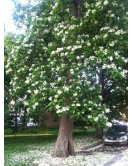استونيا شجرة المليون زهرة180 -200سم