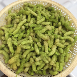 التوت - توت كشميري ابيض 200 - 250 سم