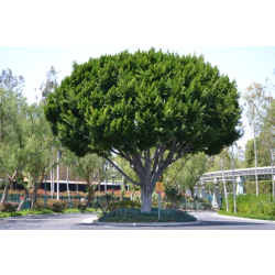 فيكس نيتدا 60 - 80 سم 