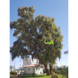 كينا 40 - 70 سم