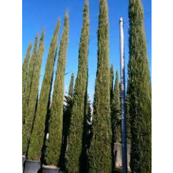 السرو - سرو ايطالي 40 - 50 سم السرو - سرو ايطالي 40 - 50 سم