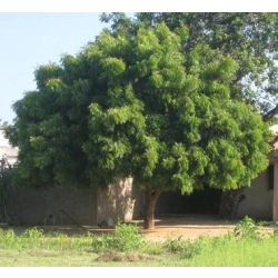النيم - نيم 110 - 140سم النيم - نيم 110 - 140سم