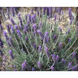 لافندر 10 - 15 سم