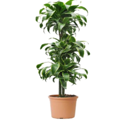 داخلي - دراسينا دورادو 3 ساق 90سم داخلي - دراسينا دورادو 3 ساق 90سم