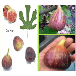 تين جي نيري 50 - 70