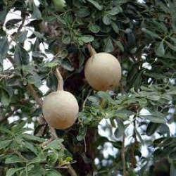 التفاح - تفاح الخشب 60-90 سم