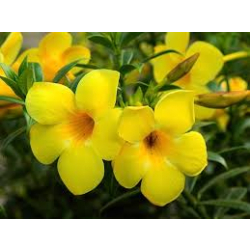 الاماندا - اماندا اصفر 100 - 120 سم 