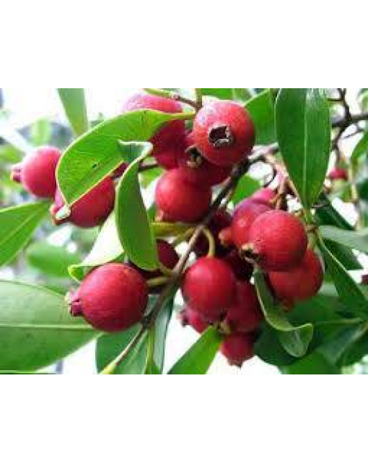 الجوافة - جوافة فراولة  قزمي 20 - 30