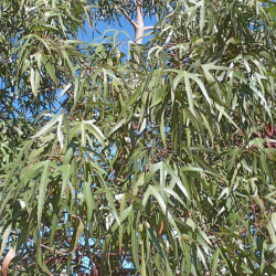 استراكوليا رجل البطة 120 - 140 سم استراكوليا رجل البطة 120 - 140 سم