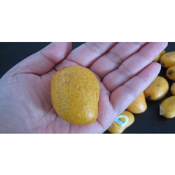 المانجو - مانجو عويس عمر ثلاثة سنوات ونص المانجو - مانجو عويس عمر ثلاثة سنوات ونص