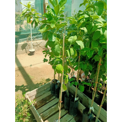 البرتقال - برتقال جوزي مجعد عمر سنه ونص