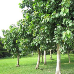 فيكس لسان العصفور 70 - 100 سم 