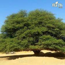 طلح نجدي 20 - 50 سم 