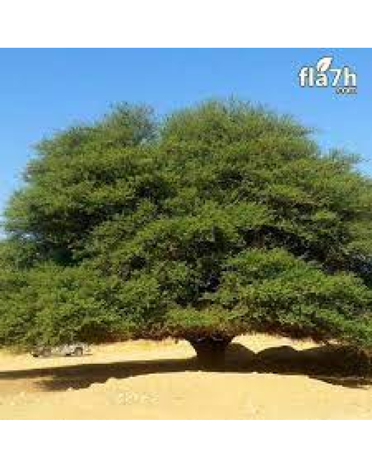 طلح نجدي 20 - 50 سم 