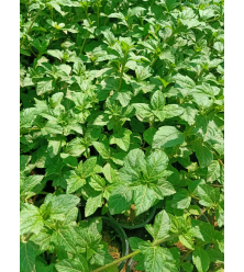 ويديليا .مغطي تربة 10 - 30 سم