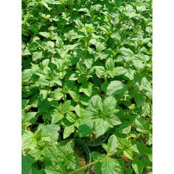 ويديليا .مغطي تربة 10 سم