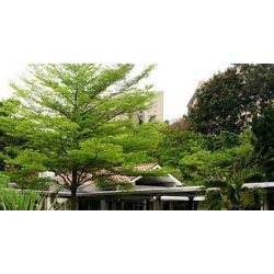 ترمناليا منتالي 110 - 160 سم ترمناليا منتالي 110 - 160 سم