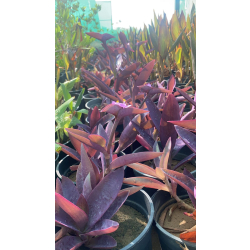 المكحلة أو زبرينا حمراء 15 - 30 سم