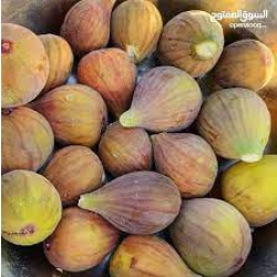 التين - تين الجبل اخضر 20 - 40 سم