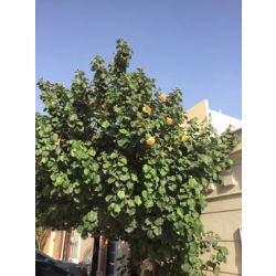 الخبيز الساحلي - خبيز ساحلي اصفر 200 - 240 سم الخبيز الساحلي - خبيز ساحلي اصفر 200 - 240 سم