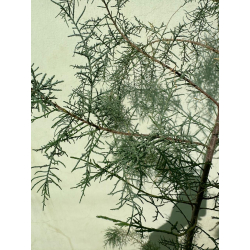 طرفة 200 - 300 سم طرفة 200 - 300 سم