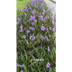 روبيليا - بتونيا الصحراء لون بنفسجي 20 - 40 سم  روبيليا - بتونيا الصحراء لون بنفسجي 20 - 40 سم