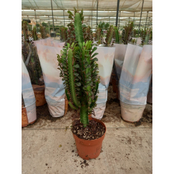 صبار ايفوربيا - الشمعدان 100- 120 سم