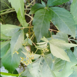 المتسلق - متسلقة فرجينيا الخميسة 70 - 100سم المتسلق - متسلقة فرجينيا الخميسة 70 - 100سم