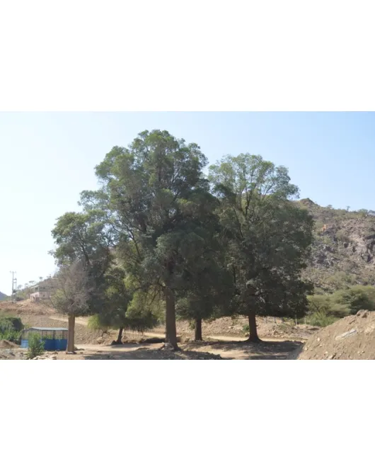 اللبخ - لبخ عملاق 130-170 سم