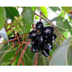 زام كرز هندي 30 - 60 سم زام كرز هندي 30 - 60 سم