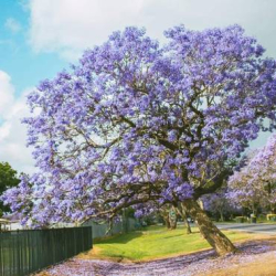 جاكرندا 20 - 40 سم