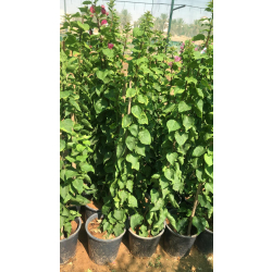 جهنمية شترا هندي 100 -140 سم