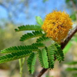 طلح الفتنة 180 - 220 سم طلح الفتنة 180 - 220 سم