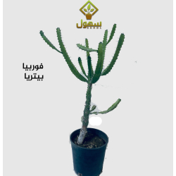 فوربيا بيتريا 20-30سم فوربيا بيتريا 20-30سم