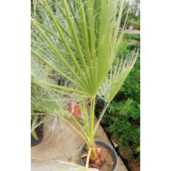 نخل امريكي - واشنطونيا 10- 30 سم  نخل امريكي - واشنطونيا 10- 30 سم