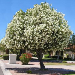 الدفلة - دفلة ابيض 60 - 80 سم