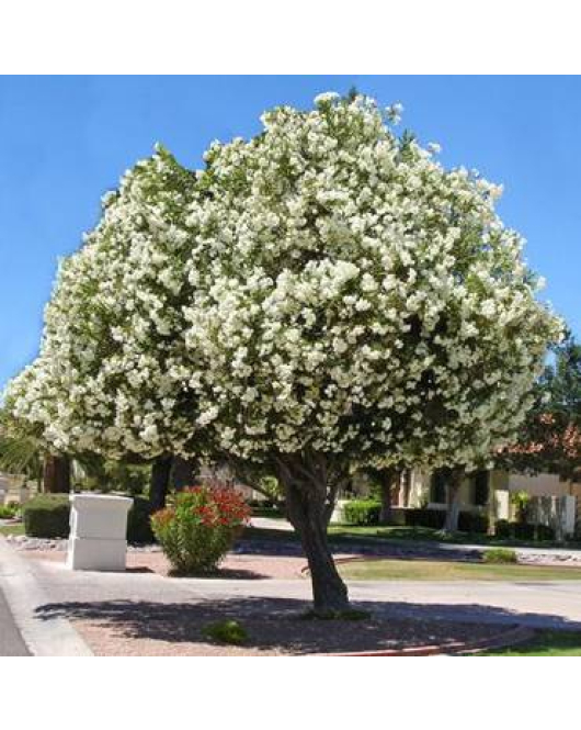 الدفلة - دفلة ابيض 60 - 80 سم